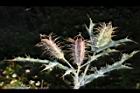 薊罌粟-實21.JPG