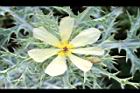 薊罌粟-花08.JPG