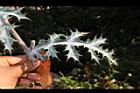 薊罌粟-葉02.JPG