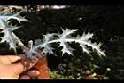 薊罌粟-葉03.JPG