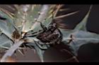 蜘蛛03.JPG