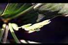 薏苡-花01.jpg