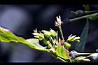 薏苡-花03.jpg