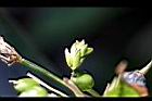 薏苡-花04.jpg