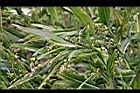 薏苡-花07.jpg
