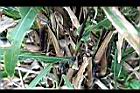 薏苡-莖0.jpg