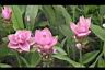 薑荷花03.jpg
