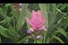 薑荷花08.jpg