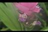 薑荷花09.jpg