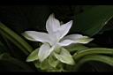 薑黃-花09.jpg