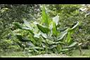 薑黃00.jpg