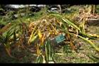 薑黃-枯植株00.JPG