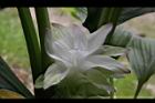 薑黃-花08.jpg