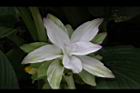 薑黃-花12.jpg