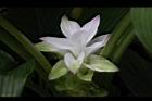 薑黃-花15.jpg