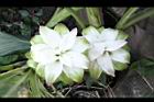 薑黃-花25.JPG