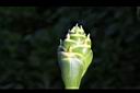 薑-花苞08.JPG