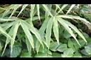 薑-葉01.JPG