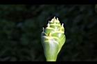 薑-花苞07.JPG