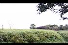 薑-薑園08.JPG