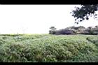 薑-薑園09.JPG