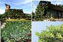 薜荔2.jpg