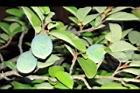 薜荔-實02.JPG