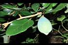 薜荔-實09.JPG