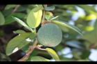 薜荔-實12.JPG