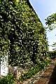 薜荔01.JPG