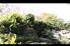 薜荔25.JPG