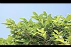 薜荔35.JPG