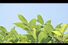 薜荔36.JPG