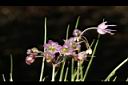 薤-花01.JPG