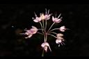 薤-花05.JPG