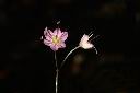 薤-花07.JPG