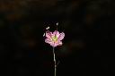 薤-花08.JPG