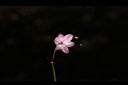 薤-花09.JPG