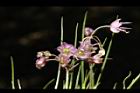 薤-花02.JPG