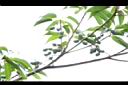 薯豆-實00.JPG