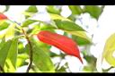 薯豆-紅葉03.JPG