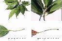 薯豆-葉3.jpg