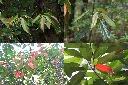 薯豆-葉4.jpg