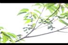 薯豆-實02.JPG