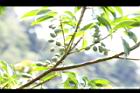 薯豆-實05.JPG
