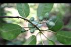 薯豆-實07.JPG