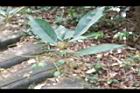 薯豆-實13.JPG