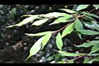 薯豆-幼枝01.JPG