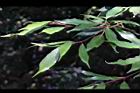 薯豆-幼枝02.JPG