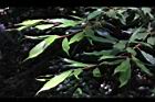 薯豆-幼枝04.JPG